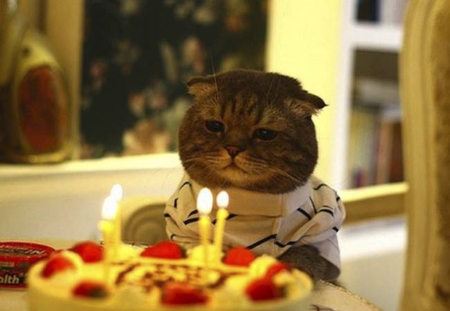 26 Ideas De Feliz Cumpleaos Gatos Feliz Cumpleaos Gatos 26 Ideas De Feliz Cumpleaos Gatos Feliz Cumpleaos Gatos