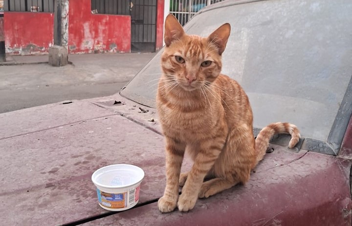 Salomón Necesita un Milagro