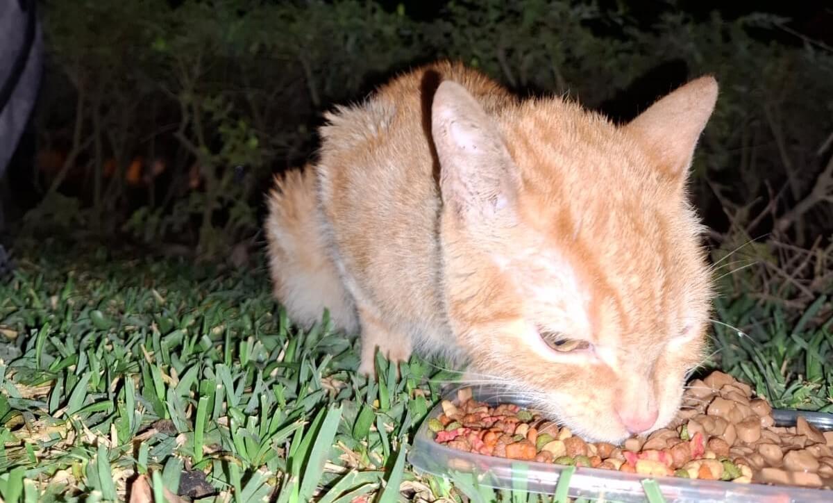URGENTE: Gatito con leucemia felina necesita un hogar seguro y lleno de amor