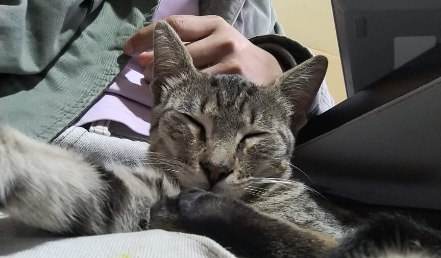 Un gatito perdido… y listo para amar