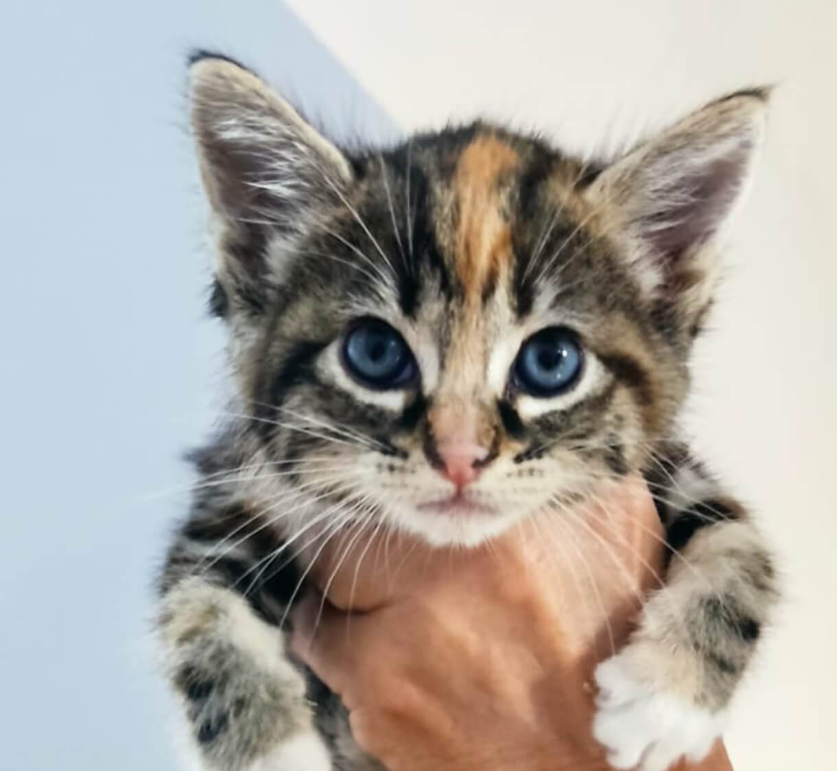 Lisa: Rescatada de una caja, lista para un hogar lleno de amor