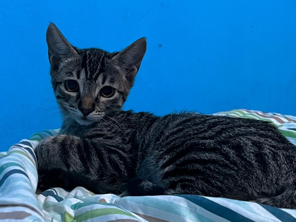 Kira en Adopción – 6 meses