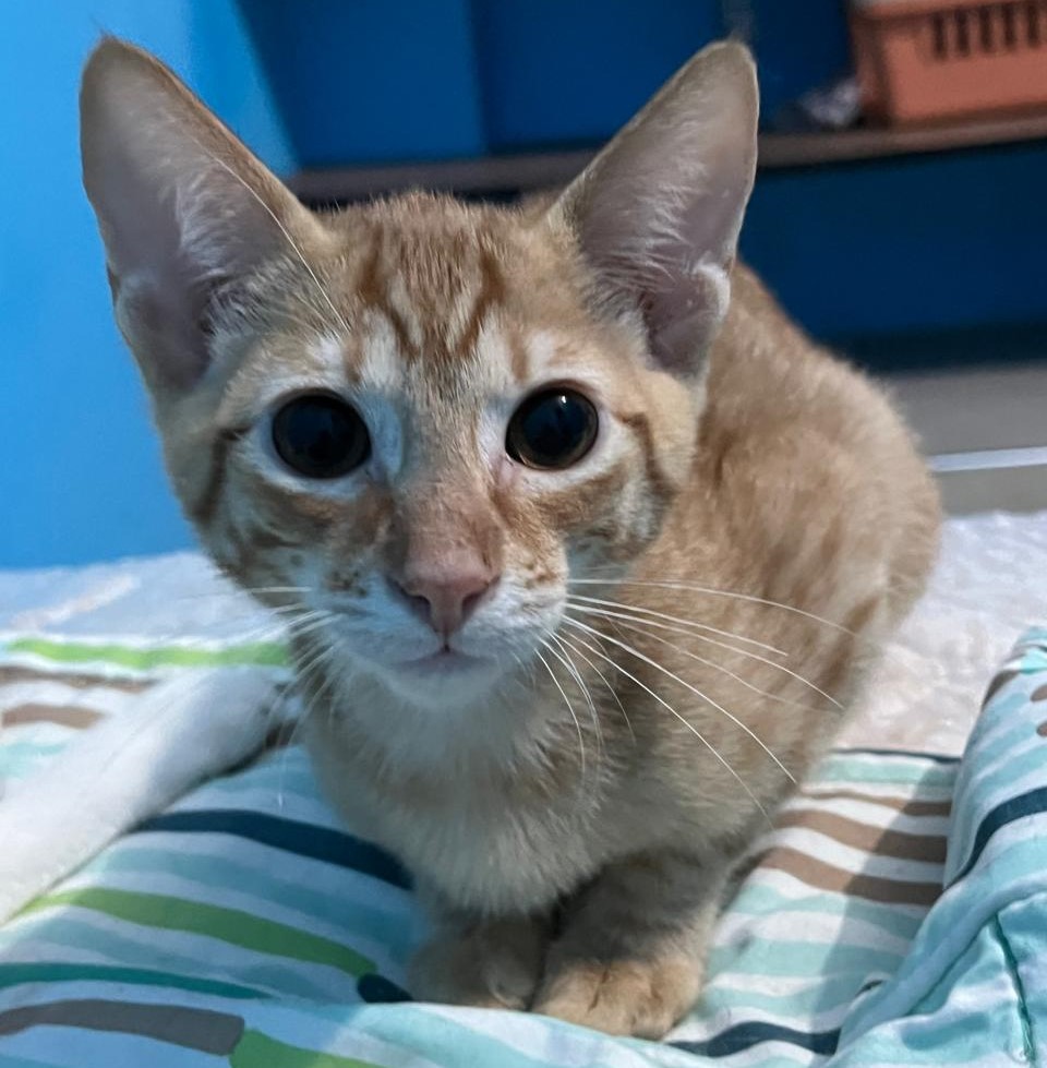 Leo en Adopción – 6 meses