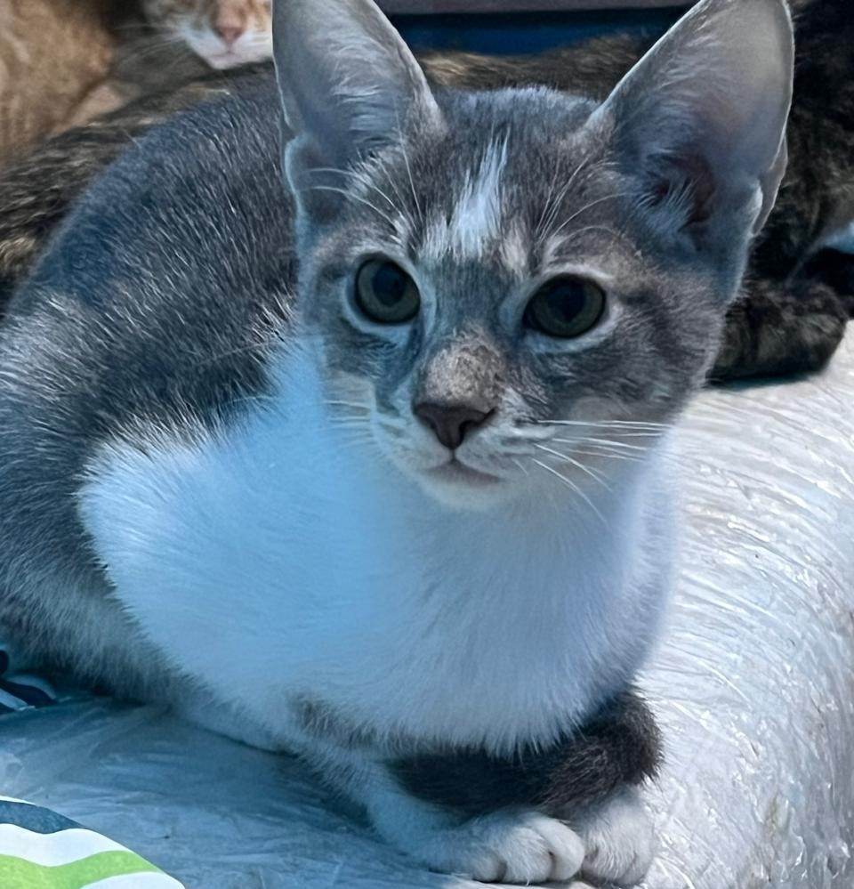 Nilo en Adopción – 6 meses