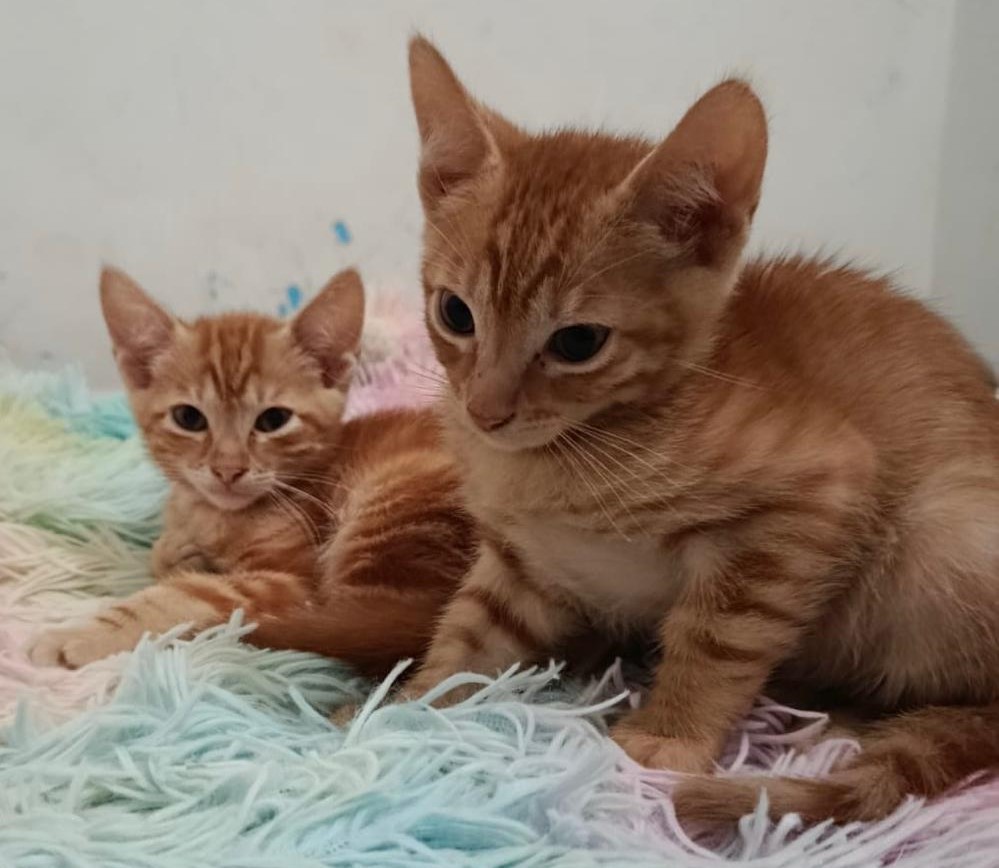 Tigger y Simba – 2 meses