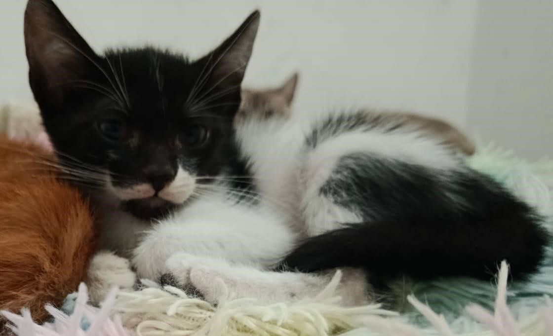 Bigotes en Adopción – 2 meses