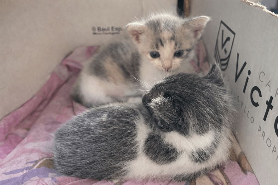 Ellas no saben que están a punto de perderlo todo