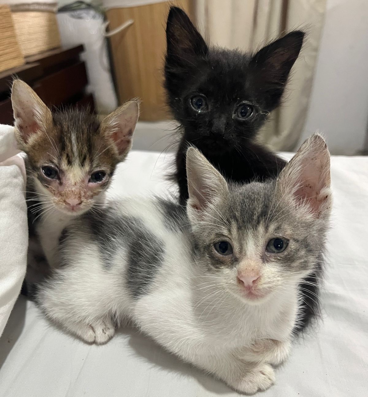 Tres gatitos recién nacidos fueron abandonados… y estaban destinados a morir de hambre